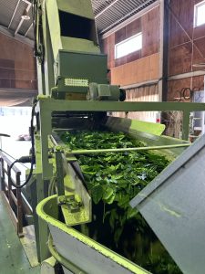 Inside a Working Tencha Factory in Wazuka